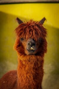 A llama with a funny tooth